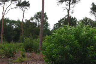 Amerikaanse vogelkers, Foto: Jan den Ouden