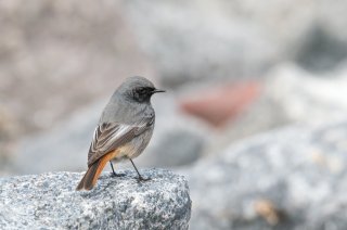 Black redstart