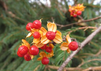 Vruchten van de Aziatische boomwurger, Celastrus orbiculatus (Foto Wikimedia Commons, Cbaile19)