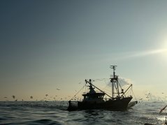 Garnalenkotter onderweg naar windpark Hollandse Kust Zuid