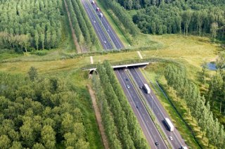 Saferoad will help establish a sustainable green infrastructure across Europe, by identifying cost-efficient and ecologically-effective mitigation strategies and maintenance practices to reduce road-wildlife conflicts.