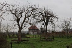 Hoogstam fruitbrigade West-Betuwe (14) - Copy.JPG