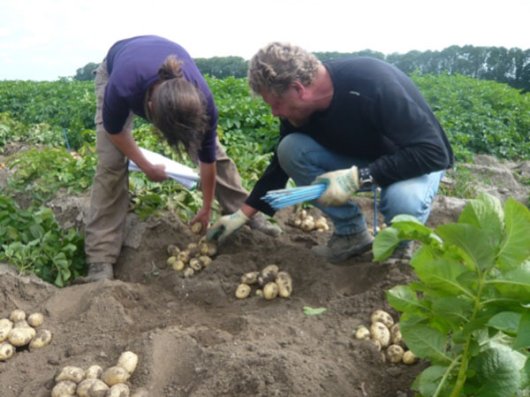 BioImpuls-onderzoekers selecteren de beste aardappelen in een veldproef.